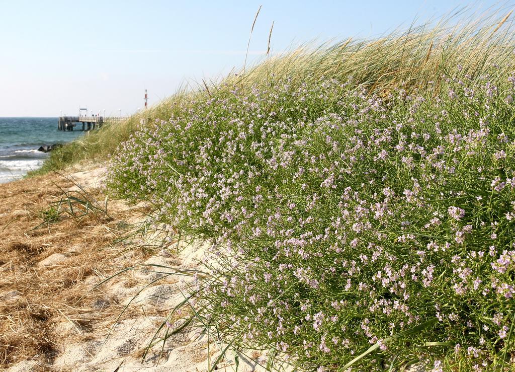 Ostseehotel Wustrow Wustrow  Zewnętrze zdjęcie